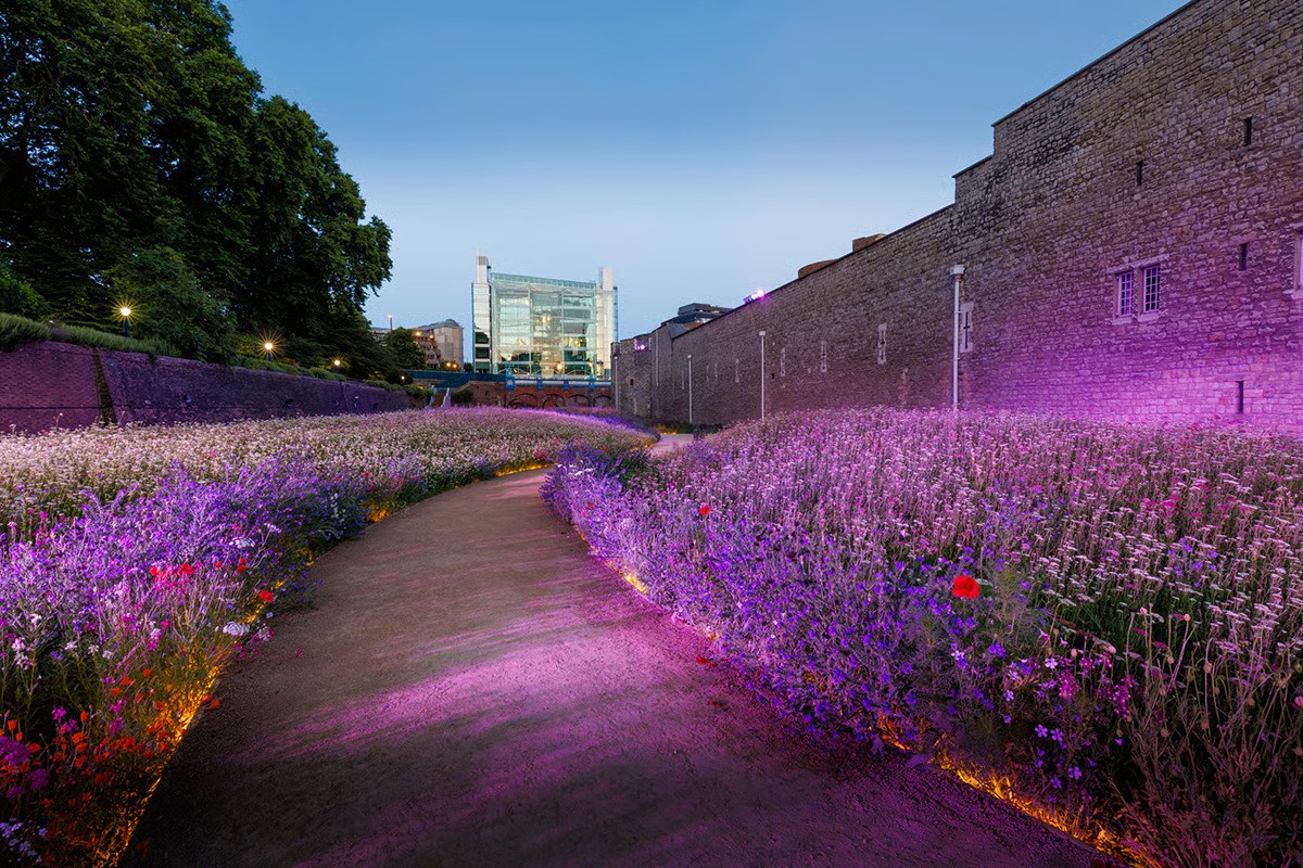 Tower of London's historic moat filled with millions of wildflowers illuminated in dramatic magenta by over 65 WE-EF FLC260-CC RGBW LED projectors with wireless Casambi control during Superbloom 2022 Platinum Jubilee celebration for Queen Elizabeth II, medieval fortress walls bathed in coordinated pink light, designed by Nipek and Beam Lighting Design to adapt to naturally changing flower colors throughout summer exhibition by Historic Royal Palaces